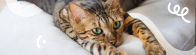 Bruin met zwarte kat ligt op een bed met de voorpoten vooruit gestrekt -Verzekerjehuisdier.nl