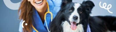 Een Bordercollie hond bij de dierenarts