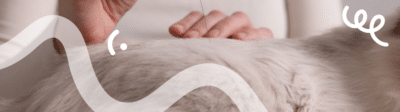 Acupunctuur bij katten