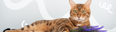 Een Bengaalse kat is hypoallergeen