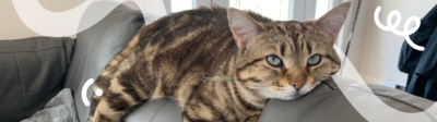 Een kat ligt op de rugleuning van de bank