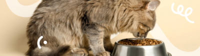 Een kat eet uit een voerbakje met speciaal dieetvoer