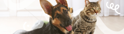Een hond en een kat met een huisdierenverzekering