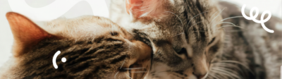 Twee katten zijn vrienden en zijn elkaar aan het wassen