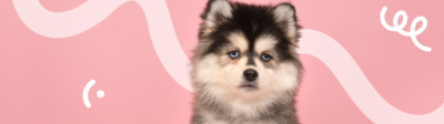 Een Pomsky kruising