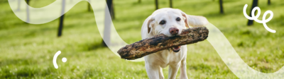 Een vrolijke, geadopteerde hond met een grote tak in zijn bek