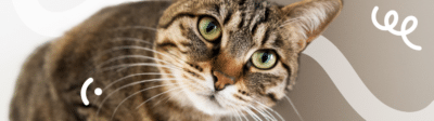 Een bruine kat kijkt in de lens van de camera