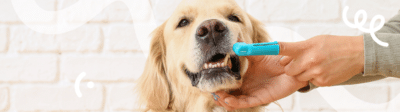 De tanden van een hond worden gepoetst om tandsteen te voorkomen
