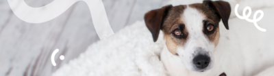 Een hond met een hondenverzekering