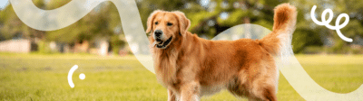 Een Golden Retriever in het gras