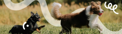 Twee honden rennen door het gras met kans op grasaren