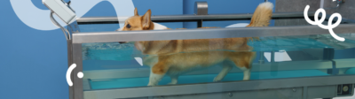 Een Corgi hond in een speciaal bad voor hydrotherapie