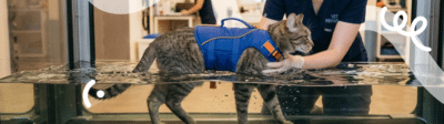 Een kat krijgt hydrotherapie