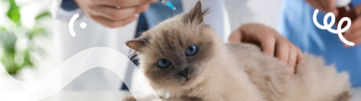 Een kat wordt ingeënt tegen kattenziektes.
