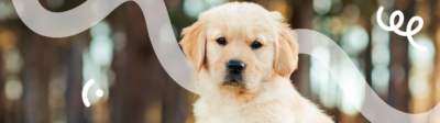 Een Golden Retriever puppy