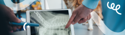 Een hond bij de dierenarts voor een röntgenfoto