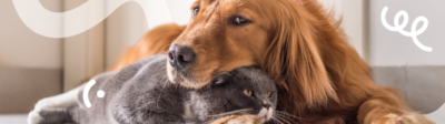 Een hond en een kat liggen samen op de grond en de hond ligt met zijn kop op de kat