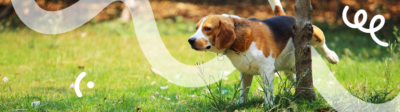 Een zindelijke hond plast buiten tegen een boom