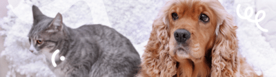 Een hond en een kat liggen samen op de bank