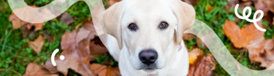 Een blonde Labrador Retriever pup met een huisdierenverzekering