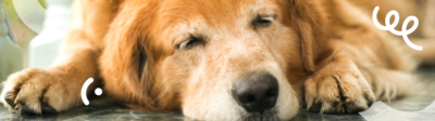 Een oude Golden Retriever met een grijze snuit ligt op de grond te slapen