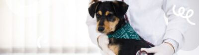 Een hond bij de dierenarts voor een MRI-scan