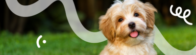 Wat kost een verzekering voor een puppy?