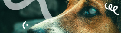 Een blinde hond door lensluxatie
