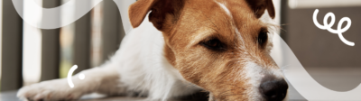 Stress bij honden: Oorzaken, symptomen en vergoedingen