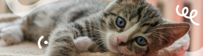 Een kitten met grijze strepen ligt op de grond