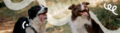 Twee Border collies met een hondenverzekering