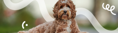 Een Labradoodle met een hondenverzekering