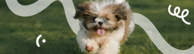 Een rennende Shih Tzu puppy met een hondenverzekering