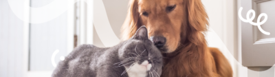 Een hond en een kat liggen op de grond te knuffelen